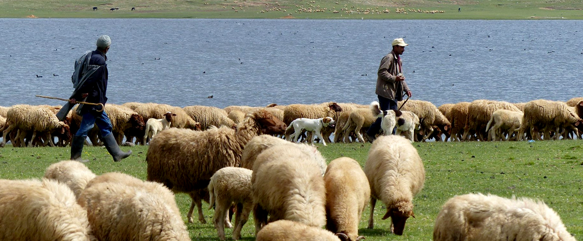 Bergers et leurs troupeaux de moutons dans le Moyen Atlas au Maroc © Cirad, P. Dugué